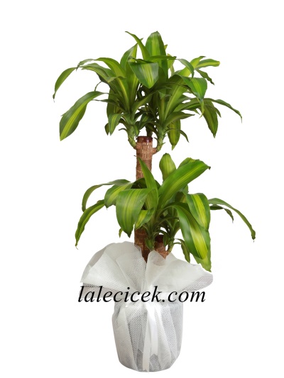 2 li Yucca Masengena Saksı Çiçeği