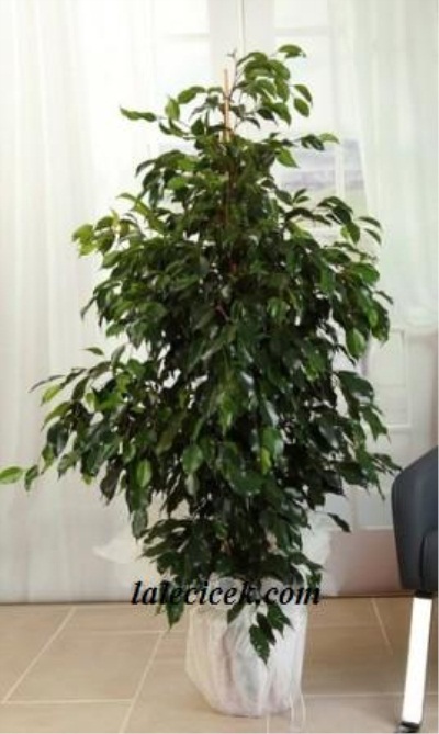 Benjamin Saksı Çiçeği 