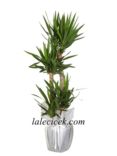 4 lü Yucca Saksı Çiçeği