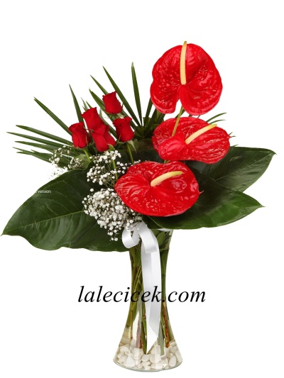  Kırmızı Güzellik