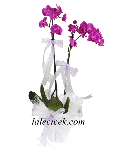 Çift Dallı Fuşya Orkide
