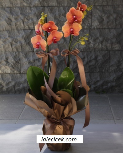 Taba Orkide Çiçeği 