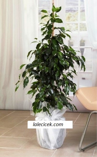 Benjamin Saksı Çiçeği