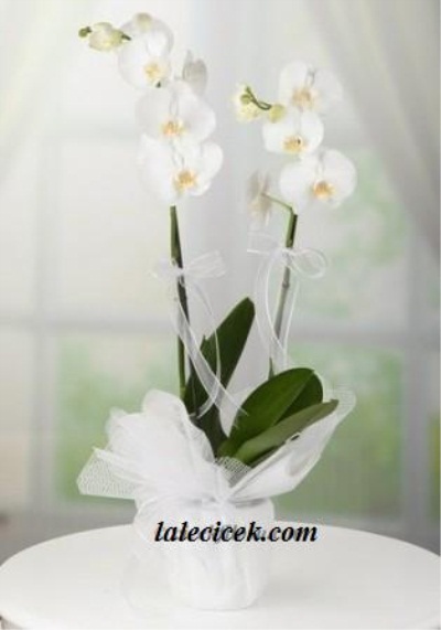 Beyaz Orkide Çift Dallı