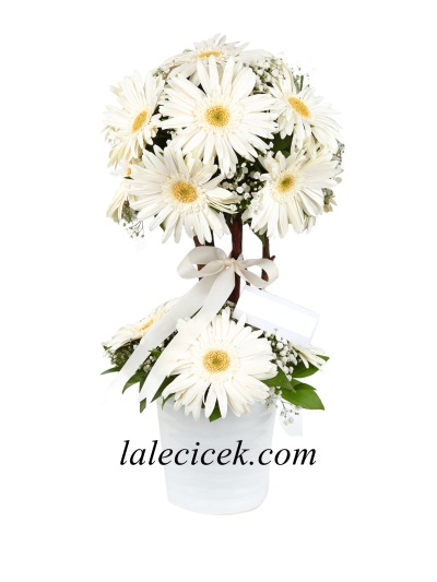 Çift Katlı Beyaz Gerbera Aranjman
