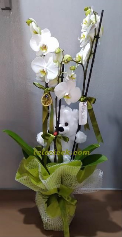  Üç Dallı Beyaz Orkide