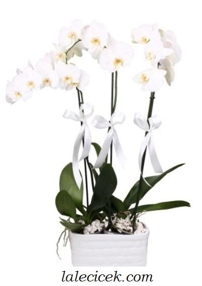  Beyaz Orkide Çift Dallı