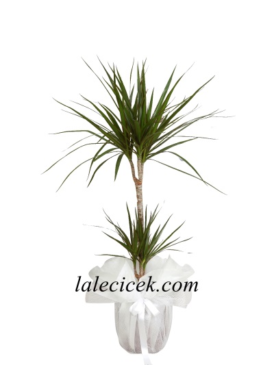 İkili Marginata Saksı Çiçeği