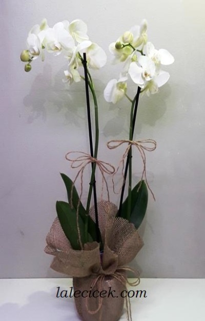 Çift Dallı Beyaz Orkide LC17