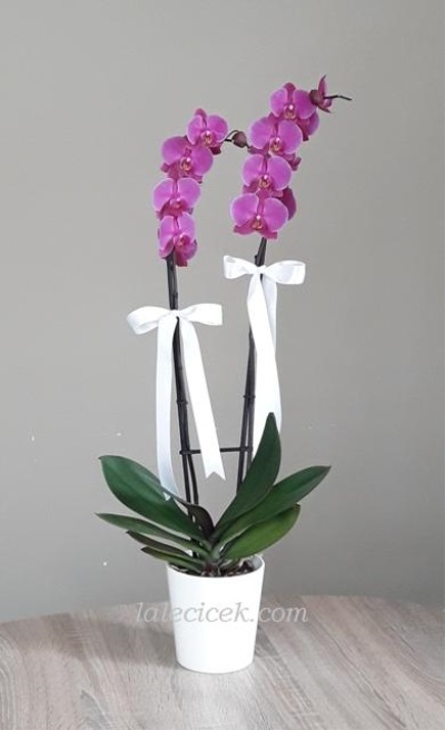 Pembe İki dallı orkide LC114
